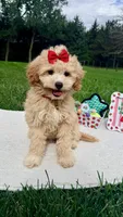 Micromini Holly, a female Goldendoodle for sale in Norfolk, NE – 6 of 6