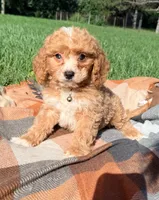Mochi, a male Cavapoo for sale in Norfolk, NE – 3 of 9