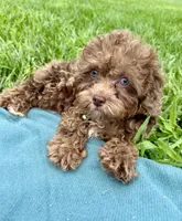 Sammy, a male Shihpoo for sale in Norfolk, NE – 7 of 10