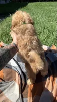 Thomas , a male Havapoo for sale in Norfolk, NE – 6 of 7