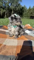 Mia, a female Maltipoo and Shih Tzu for sale in Norfolk, NE – 8 of 9