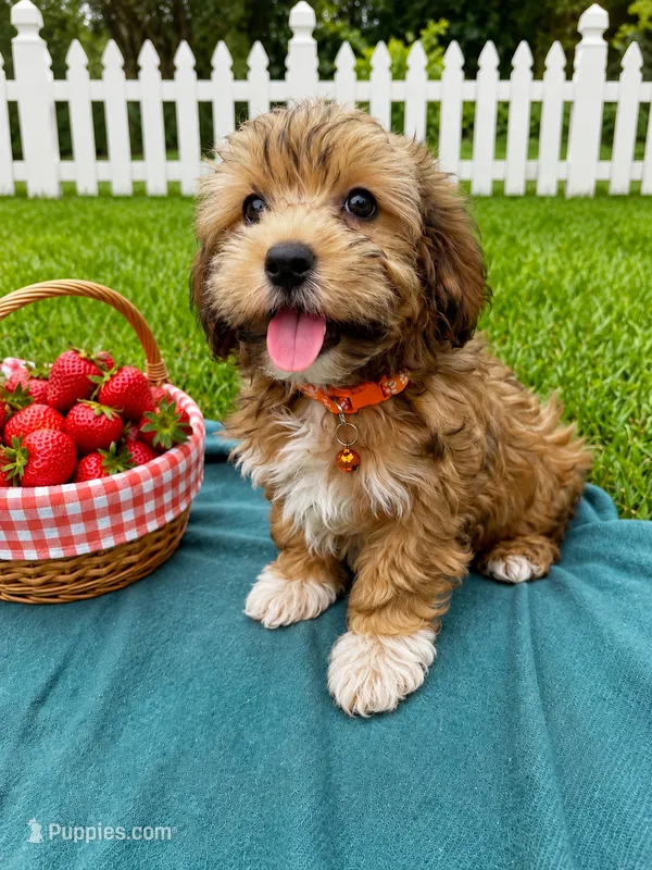 Drew – Havanese puppy for sale in Norfolk, NE