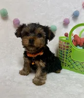 Bruno , a male Yorkshire Terrier for sale in Norfolk, NE – Photo 5 of 5