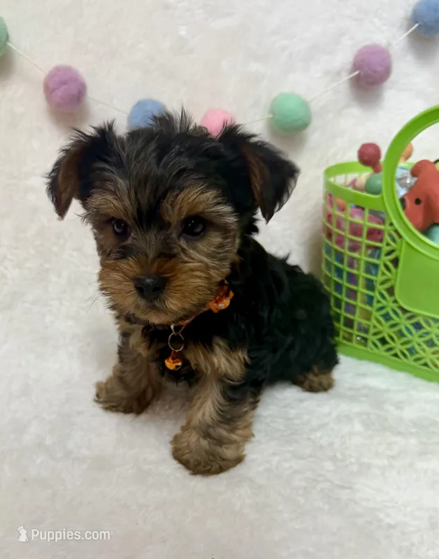 Bruno  – Yorkshire Terrier puppy for sale in Norfolk, NE