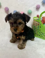 Bruno , a male Yorkshire Terrier for sale in Norfolk, NE – Photo 1 of 5