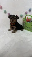 Bruno , a male Yorkshire Terrier for sale in Norfolk, NE – Photo 3 of 5