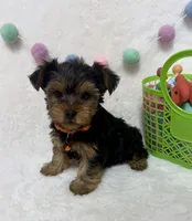 Bruno , a male Yorkshire Terrier for sale in Norfolk, NE – Photo 2 of 5