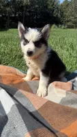 Ruby , a female Pomsky for sale in Norfolk, NE – 8 of 8