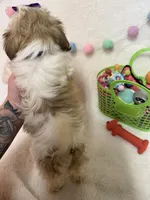 Bella, a female Havanese and Shih Tzu for sale in Norfolk, NE – Photo 8 of 8