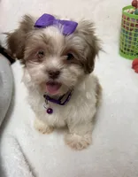 Bella, a female Havanese and Shih Tzu for sale in Norfolk, NE – Photo 5 of 8