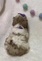 Bella, a female Havanese and Shih Tzu for sale in Norfolk, NE – Photo 2 of 8