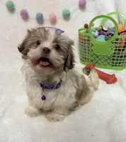 Bella, a female Havanese and Shih Tzu for sale in Norfolk, NE – Photo 1 of 8