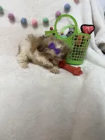 Bella, a female Havanese and Shih Tzu for sale in Norfolk, NE – Photo 4 of 8