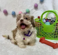 Bella, a female Havanese and Shih Tzu for sale in Norfolk, NE – Photo 3 of 8