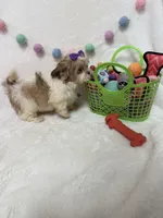 Bella, a female Havanese and Shih Tzu for sale in Norfolk, NE – Photo 7 of 8