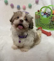 Bella, a female Havanese and Shih Tzu for sale in Norfolk, NE – Photo 6 of 8