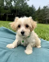 Draake, a male Maltipoo for sale in Norfolk, NE – 3 of 7