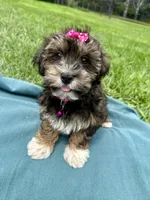 Addie , a female Havanese for sale in Norfolk, NE – 9 of 9