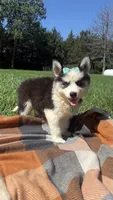 GiGi, a female Pomsky for sale in Norfolk, NE – 4 of 8