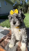 Stella, a female Maltipoo and Shih Tzu for sale in Norfolk, NE – 2 of 10