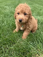 Micromini Drake , a male Goldendoodle for sale in Norfolk, NE – 2 of 2