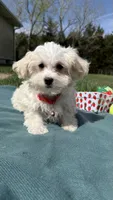 Bentley , a male Maltese and Havamalt for sale in Norfolk, NE – 2 of 5