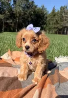 Lottie, a female Cavapoo for sale in Norfolk, NE – 4 of 10