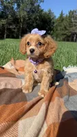 Lottie, a female Cavapoo for sale in Norfolk, NE – 8 of 10