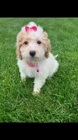 MicroMini Remi , a female Goldendoodle for sale in Norfolk, NE – 3 of 3
