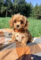 Finn, a male Cavapoo for sale in Norfolk, NE – 8 of 8