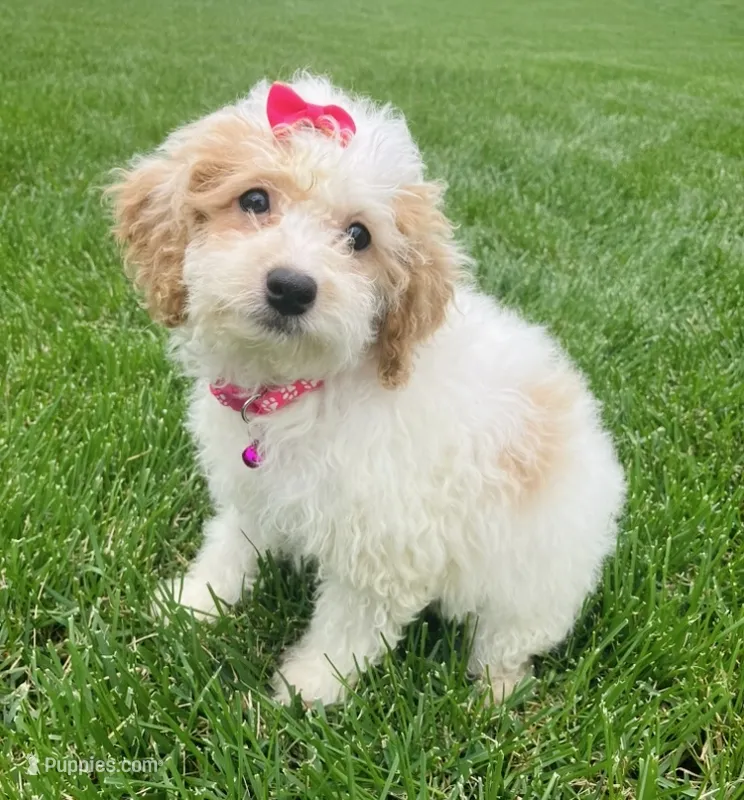 MicroMini Remi  – Goldendoodle puppy for sale in Norfolk, NE