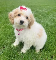 MicroMini Remi , a female Goldendoodle for sale in Norfolk, NE – 1 of 3