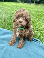 Sammy, a male Shihpoo for sale in Norfolk, NE – 5 of 10