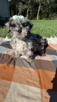 Mia, a female Maltipoo and Shih Tzu for sale in Norfolk, NE – 3 of 9