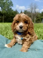 Mac, a male Cavapoo for sale in Norfolk, NE – 2 of 8