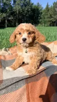 Mochi, a male Cavapoo for sale in Norfolk, NE – 6 of 9