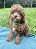 Sammy, a male Shihpoo for sale in Norfolk, NE – 6 of 10