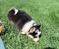 Ruby , a female Pomsky for sale in Norfolk, NE – 3 of 8