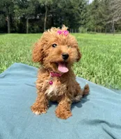 Savvy, a female Havapoo for sale in Norfolk, NE – 2 of 5