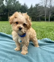 Kaleb , a male Maltipoo for sale in Norfolk, NE – 7 of 8