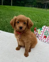 Gunner , a male Miniature Goldendoodle for sale in Norfolk, NE – 4 of 4