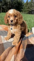Murphy, a male Cavapoo for sale in Norfolk, NE – 8 of 9