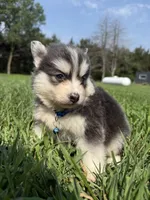 Blue, a male Pomsky for sale in Norfolk, NE – 7 of 10