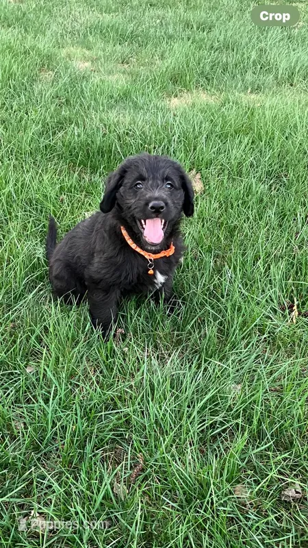 Hunter – Labrador Retriever, Miniature Goldendoodle puppy for sale in Norfolk, NE