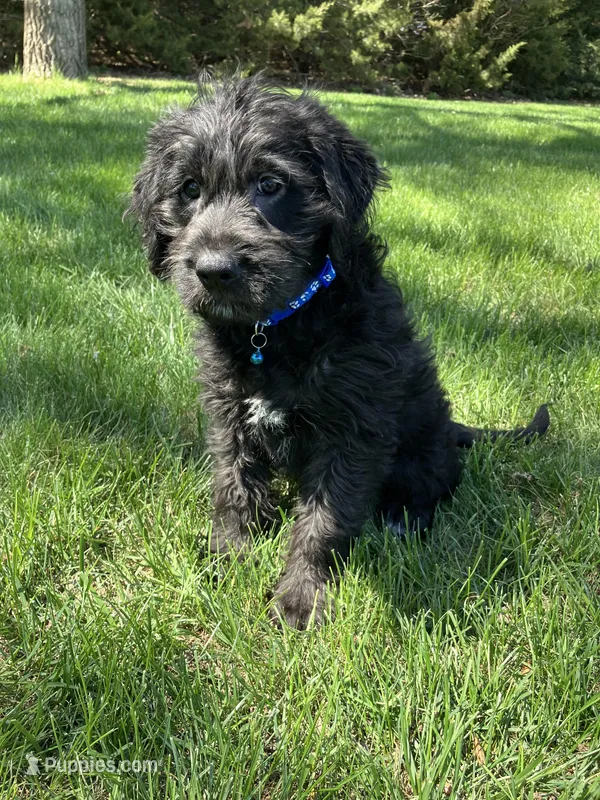 Hunter – Labrador Retriever, Miniature Goldendoodle puppy for sale in Norfolk, NE