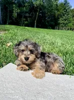 Jaxs, a male Yorkshire Terrier and Poodle - Toy  for sale in Norfolk, NE – 4 of 4