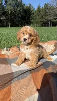 Mochi, a male Cavapoo for sale in Norfolk, NE – 9 of 9