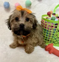 Nova, a female Havanese and Shih Tzu for sale in Norfolk, NE – Photo 3 of 6