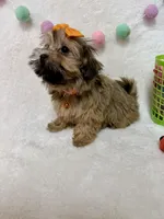 Nova, a female Havanese and Shih Tzu for sale in Norfolk, NE – Photo 5 of 6