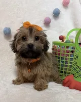 Nova, a female Havanese and Shih Tzu for sale in Norfolk, NE – Photo 1 of 6